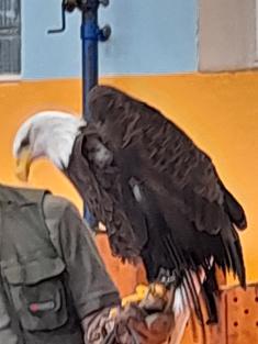 Dravci, sovy a člověk