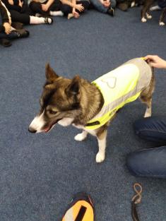 HUSKY A MUSHERKA