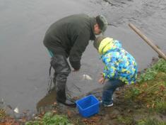 Vypouštění ryb do řeky Bíliny